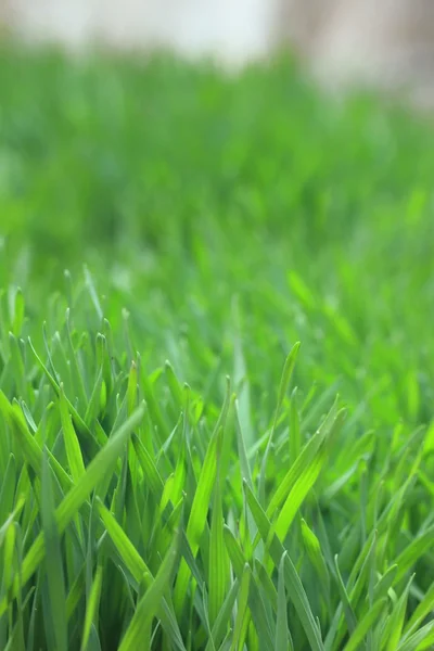 Pole ze zeleného ječmene stromek — Stock fotografie