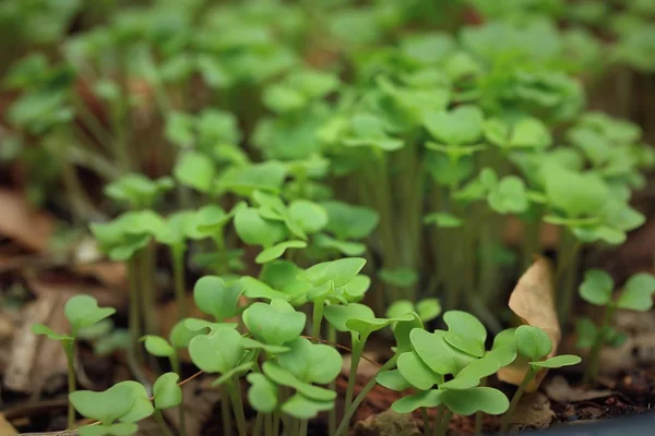 De gröna fälten planta kål. — Stockfoto