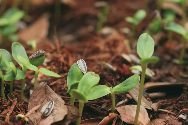 Fälten planta gröna solros — Stockfoto