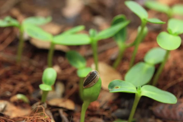 Fälten planta gröna solros — Stockfoto