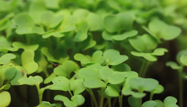 Fields sapling cabbage greens. — Stock Photo, Image