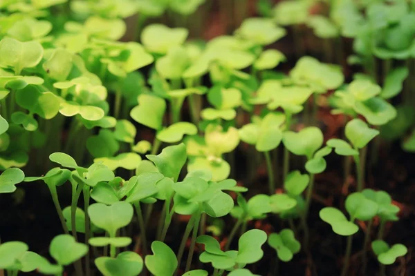 Fields sapling cabbage greens. — Stock Photo, Image