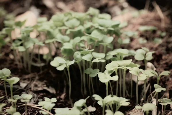 De gröna fälten planta kål. — Stockfoto