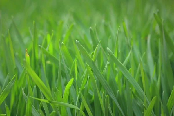 Feld der grünen Gerste Bäumchen — Stockfoto