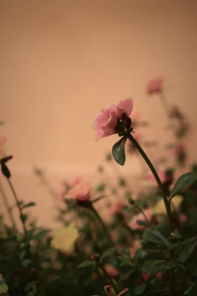 Lindas flores estilo vintage — Fotografia de Stock