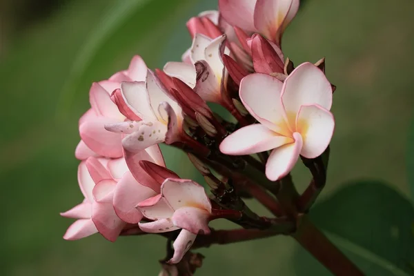 Bellissimo fiore rosa frangipani — Foto Stock