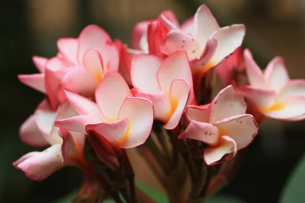 Linda flor de frangipani rosa — Fotografia de Stock