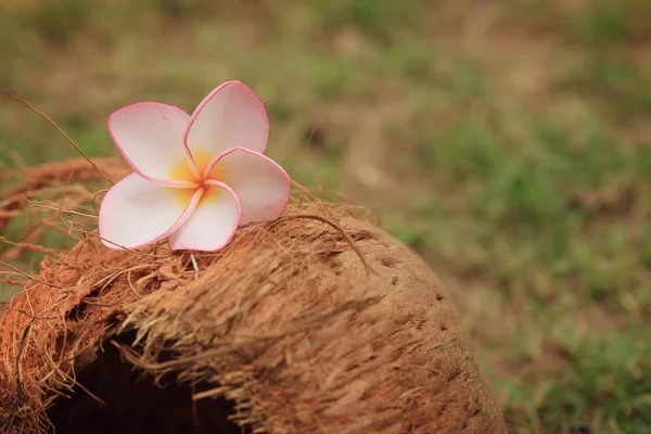 Hermosa flor de frangipani rosa —  Fotos de Stock