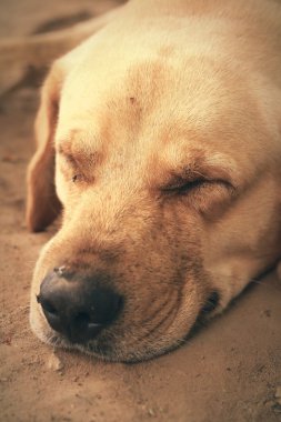 Labrador köpek DIP klon