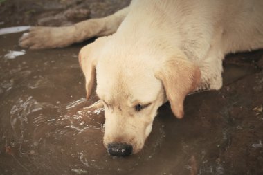 Labrador köpek DIP klon