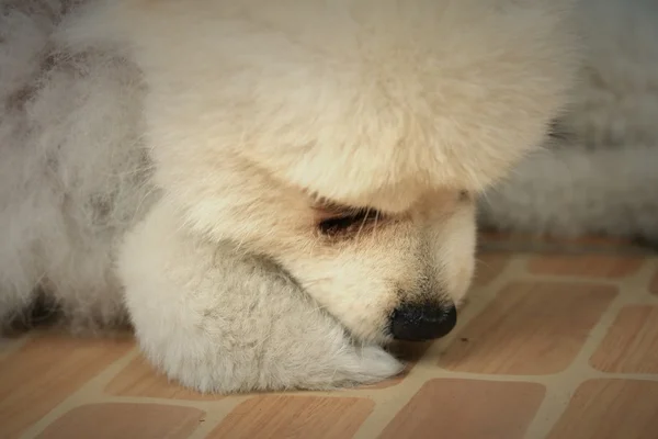 博美犬狗是白色 — 图库照片