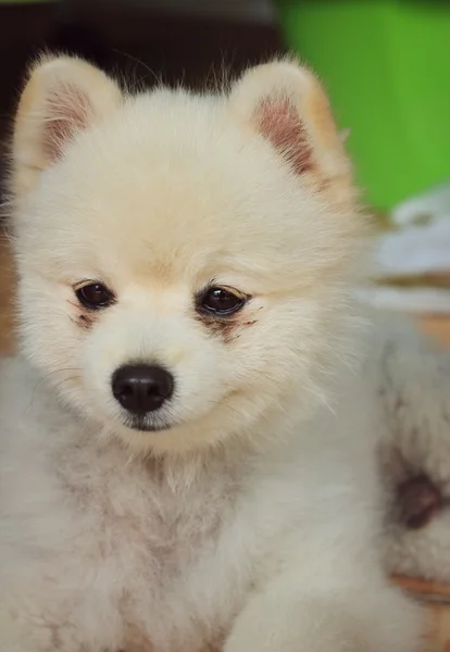 Pomerania perro es blanco — Foto de Stock