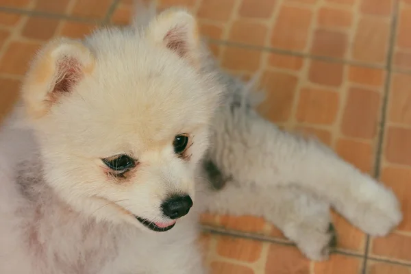 Pomeranian köpek beyazdır — Stok fotoğraf