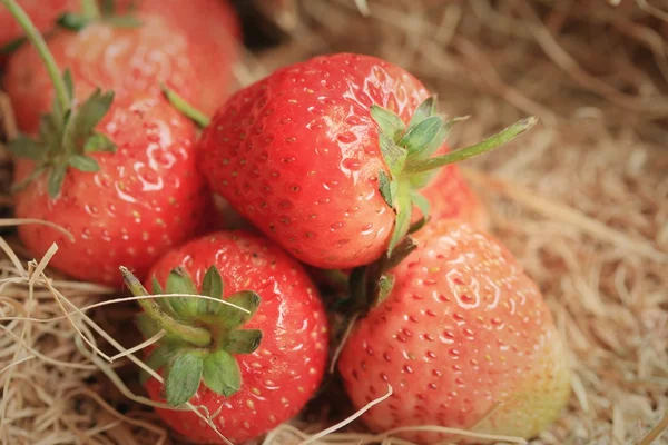 Strawberry on a pile of straw — Stock Photo, Image