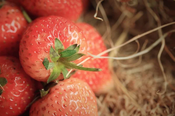 Strawberry on a pile of straw — Stock Photo, Image