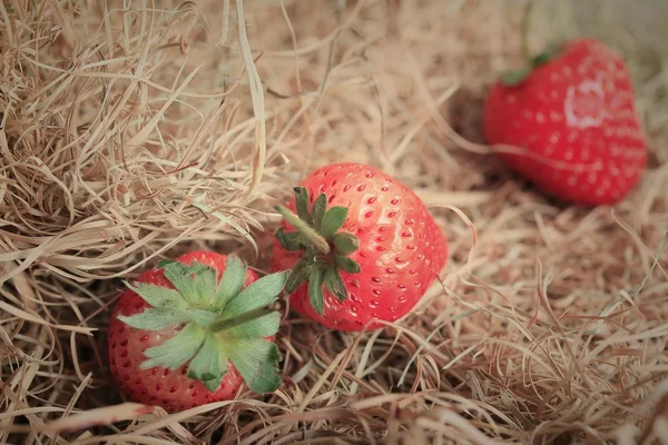 Strawberry on a pile of straw — Stock Photo, Image
