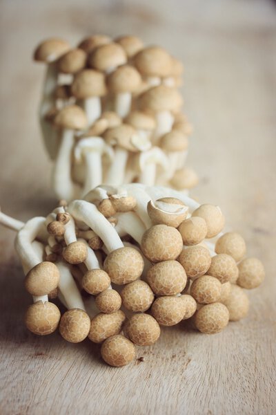 Много черного гриба
