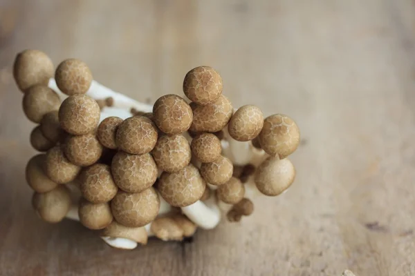 A lot mushroom black — Stock Photo, Image