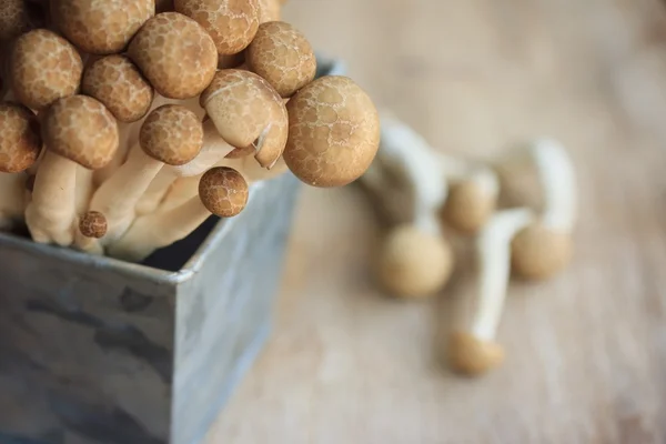 A lot mushroom black — Stock Photo, Image