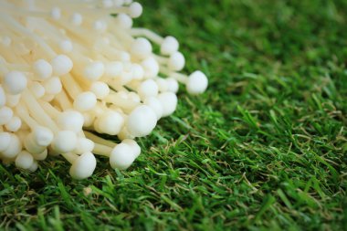 Altın iğne mantar beyaz