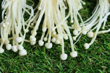 Altın iğne mantar beyaz