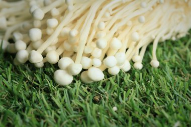 Altın iğne mantar beyaz