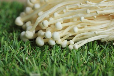 Altın iğne mantar beyaz