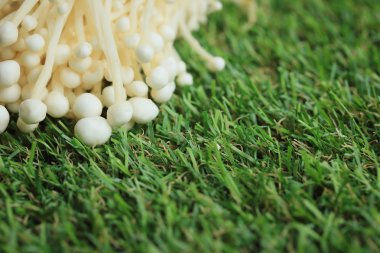 Altın iğne mantar beyaz