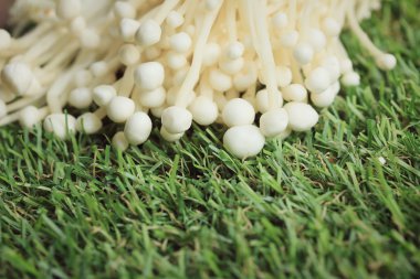 Altın iğne mantar beyaz