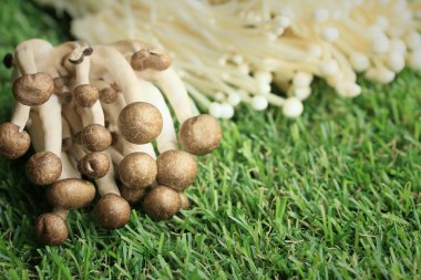 Altın iğne mantar beyaz