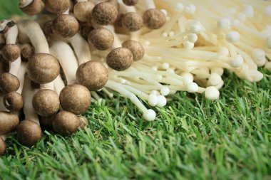 Altın iğne mantar beyaz