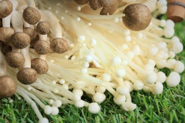 Altın iğne mantar beyaz