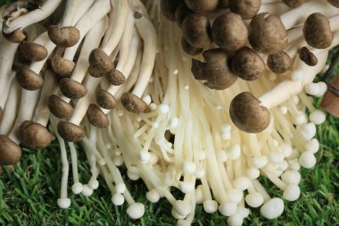 Altın iğne mantar beyaz