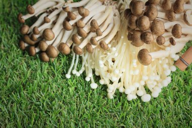 Altın iğne mantar beyaz