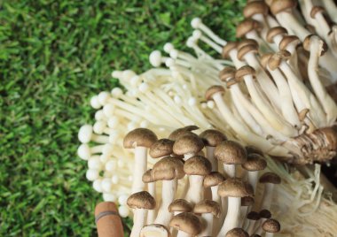 Altın iğne mantar beyaz