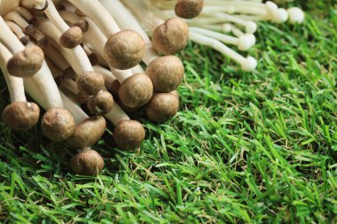 Altın iğne mantar beyaz