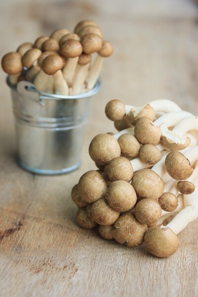 Много черного гриба
