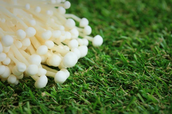 Altın iğne mantar beyaz