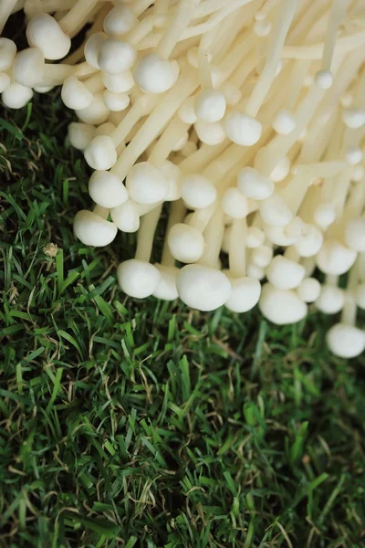 Aiguille dorée champignons blanc — Photo