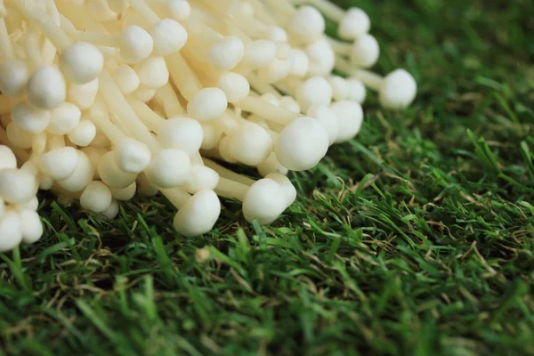 Golden needle mushrooms white