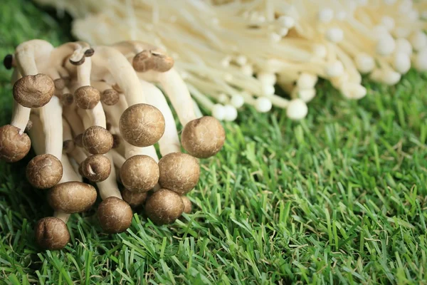 Altın iğne mantar beyaz