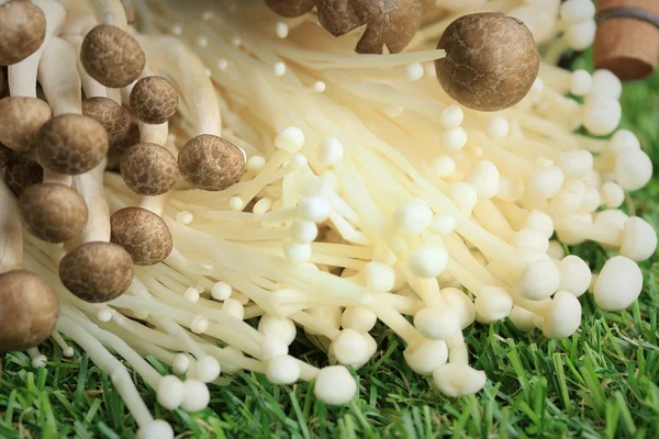 Altın iğne mantar beyaz