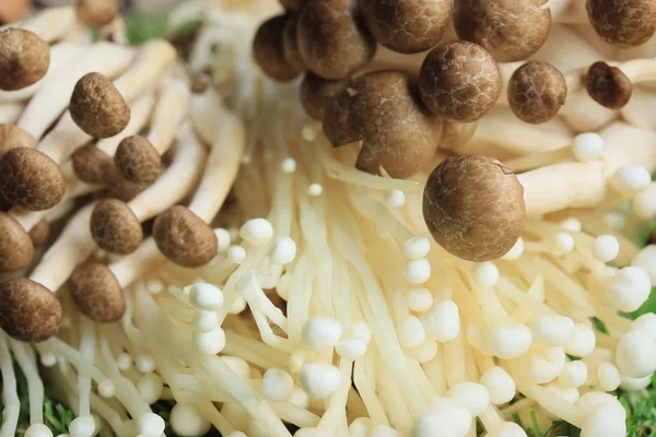 Funghi di ago d'oro bianchi — Foto Stock