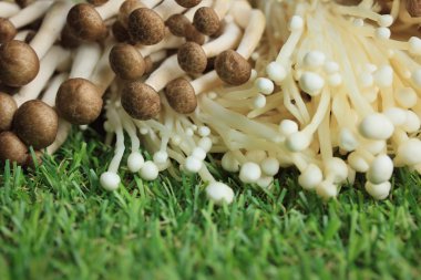 Altın iğne mantar beyaz