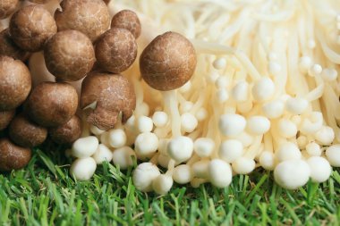 Altın iğne mantar beyaz