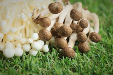 Altın iğne mantar beyaz