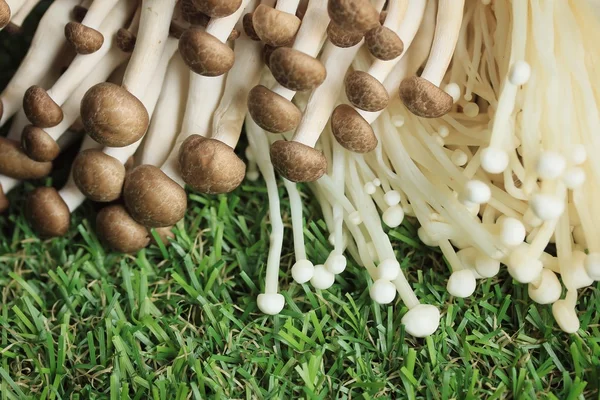 Altın iğne mantar beyaz