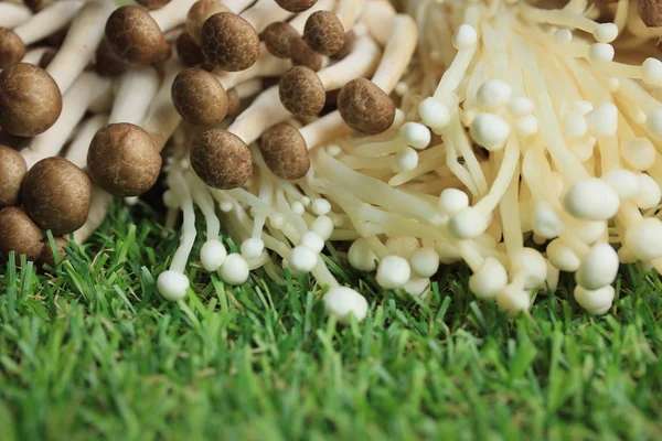 Altın iğne mantar beyaz