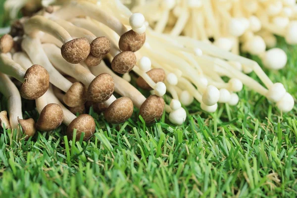 Golden needle mushrooms white