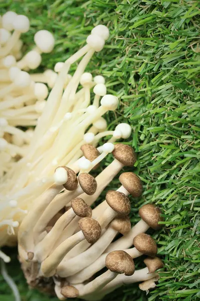 Altın iğne mantar beyaz